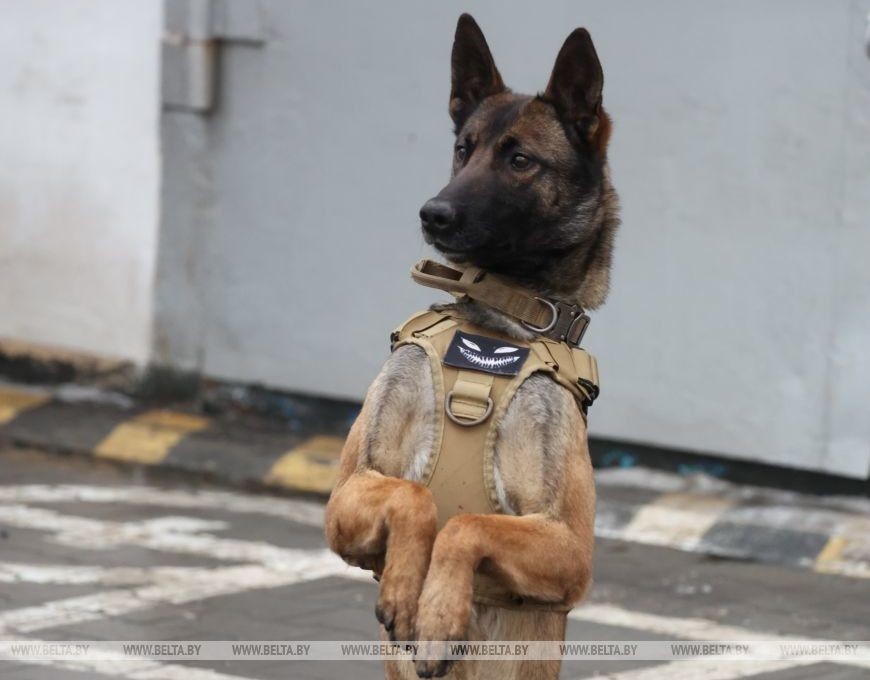 Как несут службу кинологи в Бобруйском отделе Департамента охраны