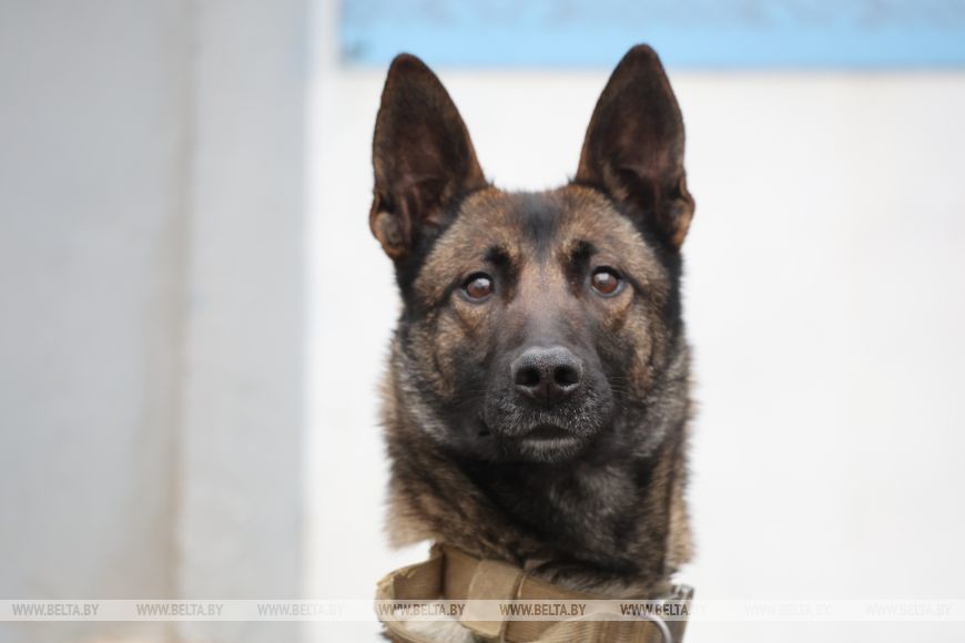 Как несут службу кинологи в Бобруйском отделе Департамента охраны