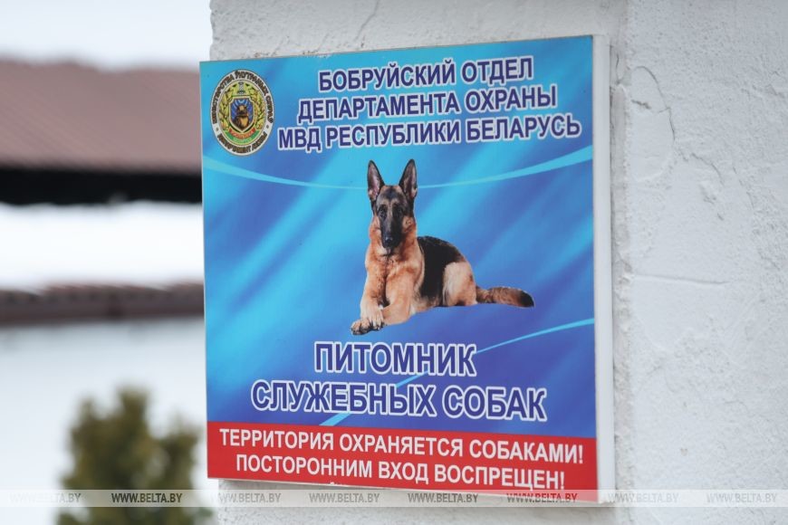 Как несут службу кинологи в Бобруйском отделе Департамента охраны