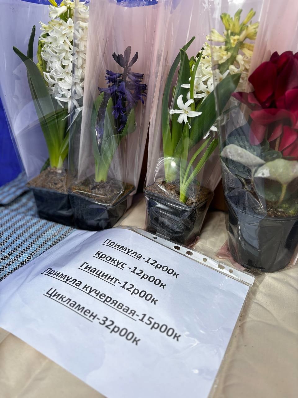 На контроле продажа цветов. В Бобруйске 17 площадок для продажи живых цветов к 8 Марта