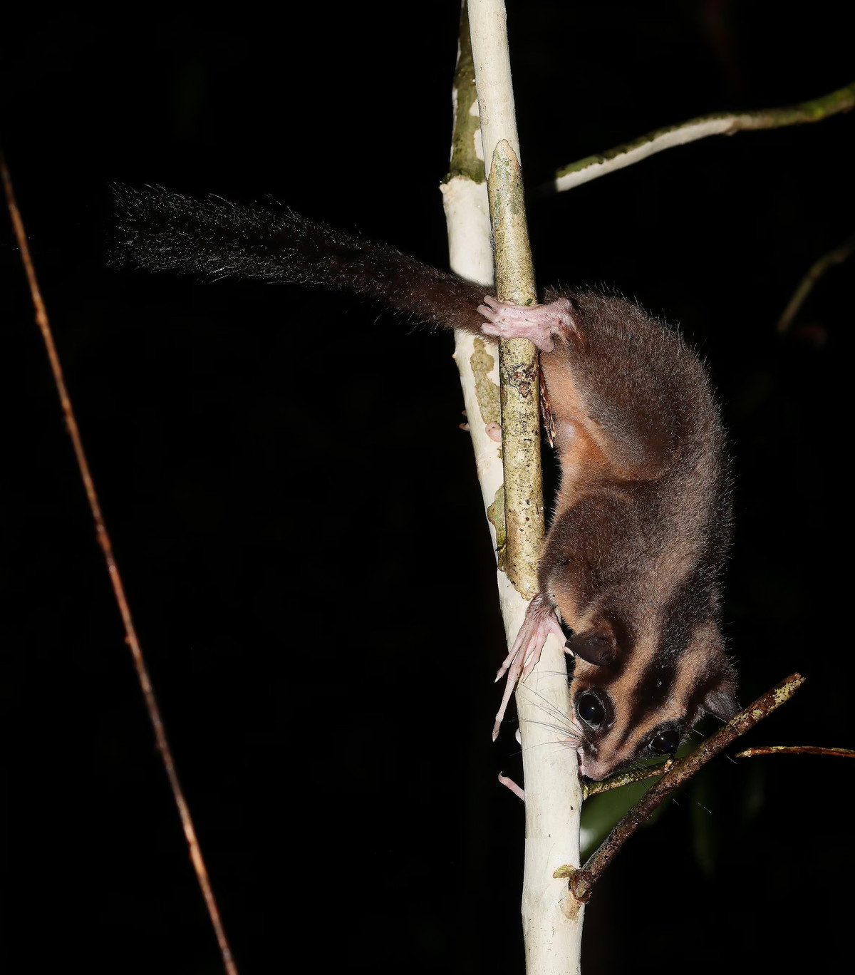 Нашли животных