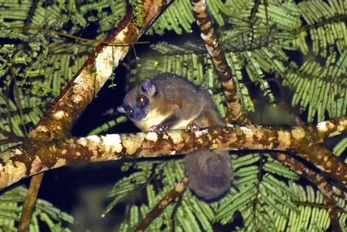 Нашли животных