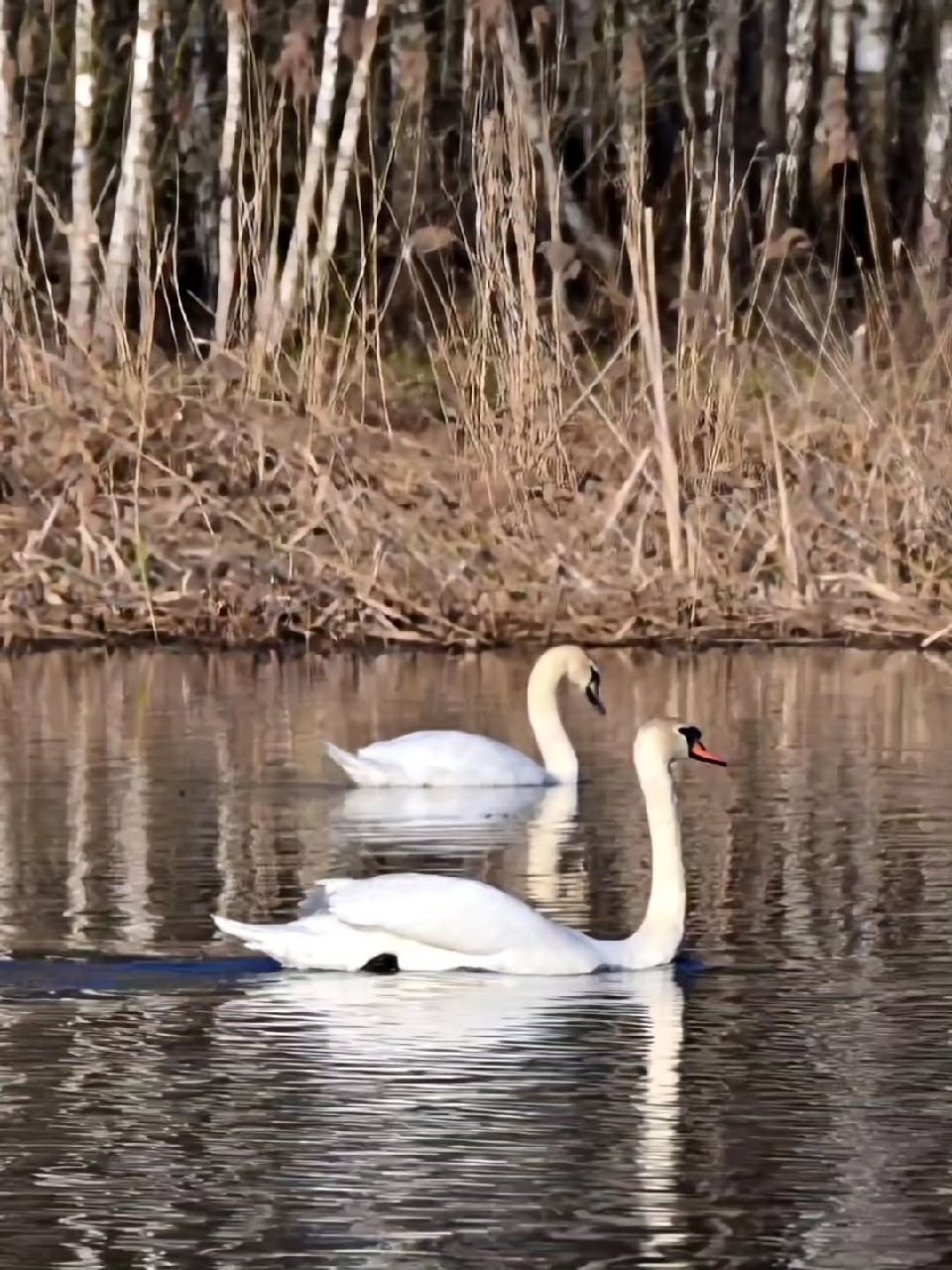 Красота! На днях один из бобруйских водоёмов посетила молодая лебединая пара Красота! На днях один из бобруйских водоёмов посетила молодая лебединая пара