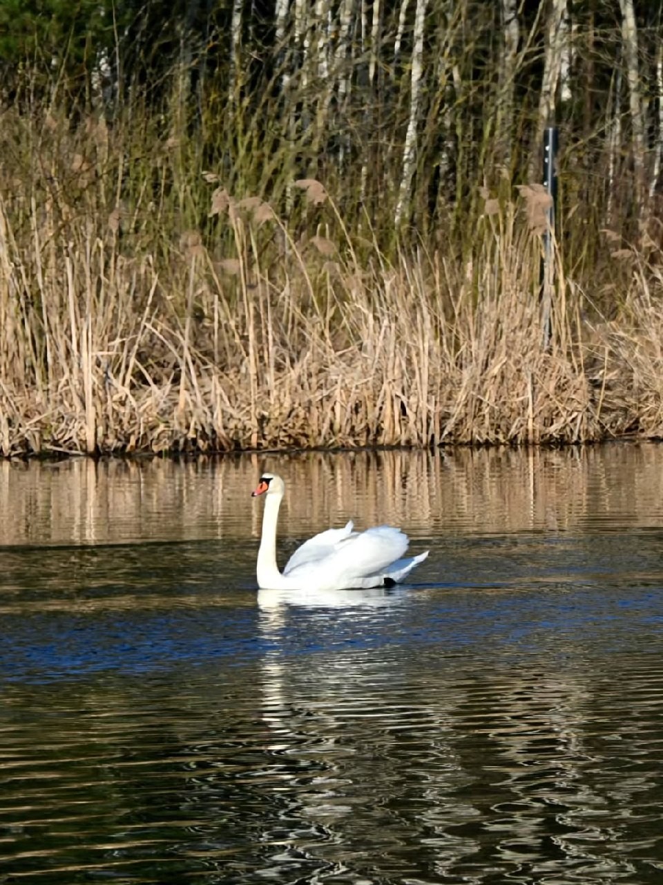 Красота! На днях один из бобруйских водоёмов посетила молодая лебединая пара Красота! На днях один из бобруйских водоёмов посетила молодая лебединая пара