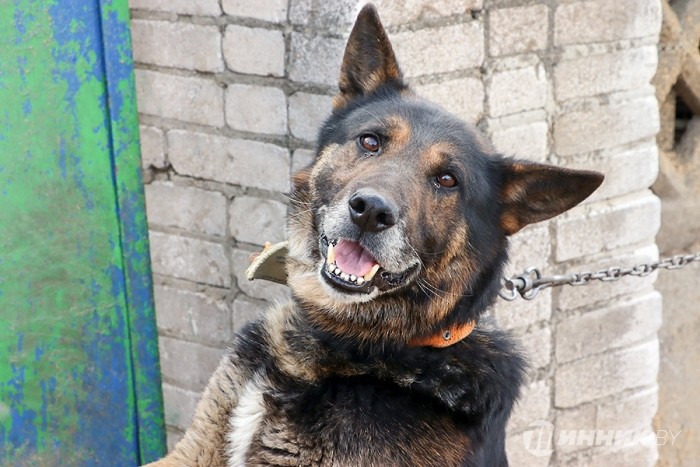 Маленькой помощи не бывает: в Бобруйске активисты «Белшины» помогли бездомным животным Маленькой помощи не бывает: в Бобруйске активисты «Белшины» помогли бездомным животным