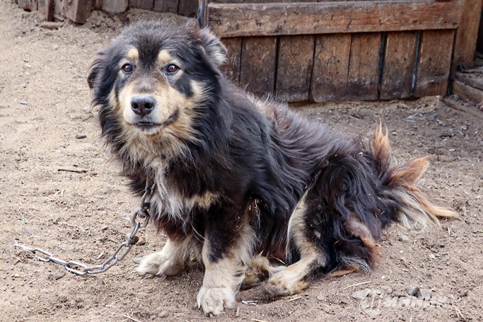Маленькой помощи не бывает: в Бобруйске активисты «Белшины» помогли бездомным животным Маленькой помощи не бывает: в Бобруйске активисты «Белшины» помогли бездомным животным