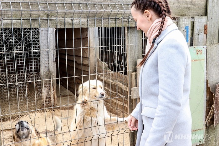 Маленькой помощи не бывает: в Бобруйске активисты «Белшины» помогли бездомным животным Маленькой помощи не бывает: в Бобруйске активисты «Белшины» помогли бездомным животным