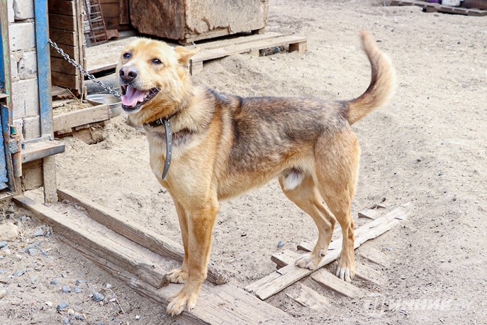 Маленькой помощи не бывает: в Бобруйске активисты «Белшины» помогли бездомным животным Маленькой помощи не бывает: в Бобруйске активисты «Белшины» помогли бездомным животным