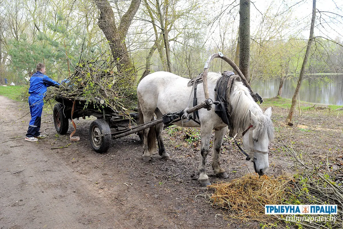 В Бобруйском районе благоустроили прибрежную зону в деревне Щатково