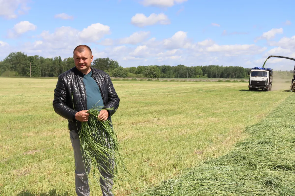 У Бабруйскім раёне філіял &laquo;Варатынь&raquo; актыўна нарыхтоўвае кармы для жывёлагадоўлі