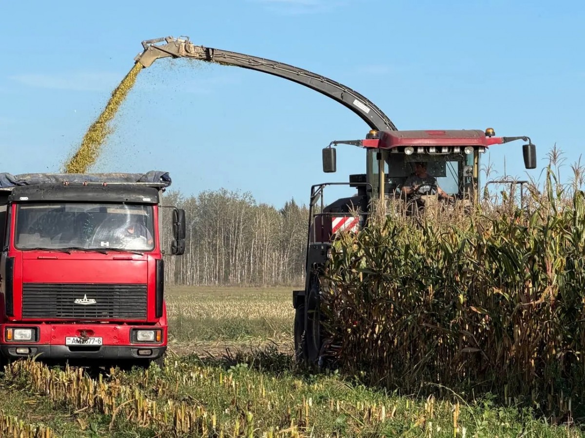Сбор кукурузы на Бобруйщине